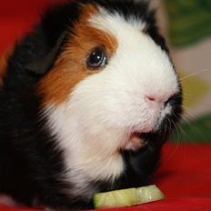 Marsvin Betty R.I.P :*