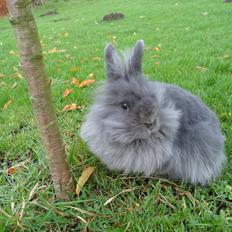 Kanin Blyb (Pigen) :D<3