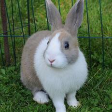 Kanin Bygholms Hr.Luf Shopper Boy