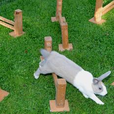 Kanin Bygholms Hr.Luf Shopper Boy