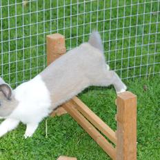 Kanin Bygholms Hr.Luf Shopper Boy