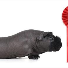 Marsvin Osanne von der Kuschelweise