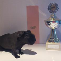 Marsvin Osanne von der Kuschelweise