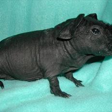 Marsvin Osanne von der Kuschelweise