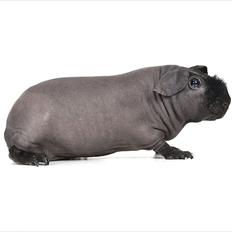 Marsvin Pivi Kvik Fita