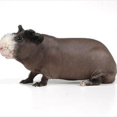 Marsvin DKCH SCH Rufus