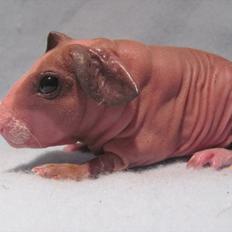 Marsvin Mamuts Hope of Life