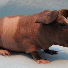 Marsvin Mamuts Hope of Life