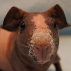 Marsvin Mamuts Hope of Life