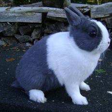 Kanin Hermelingårdens Tiny