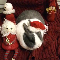 Kanin Hermelingårdens Bunny Blue *Den bedste* *R.I.P*