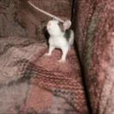 Tamrotte Billie Jerry Joe