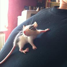 Tamrotte Billie Jerry Joe