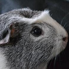 Marsvin |Dumle *R.I.P 7/12-2011*