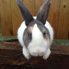 Kanin Hollænder Mimrelunds Sirmione