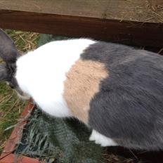 Kanin Hollænder Mimrelunds Sirmione