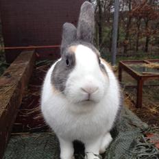 Kanin Hollænder Mimrelunds Sirmione