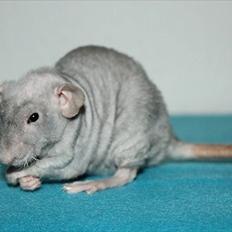 Tamrotte LUX Elizabeth