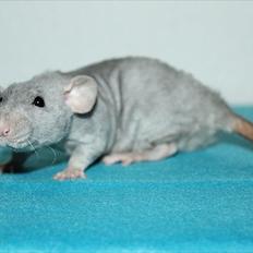 Tamrotte LUX Elizabeth