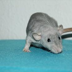 Tamrotte LUX Elizabeth