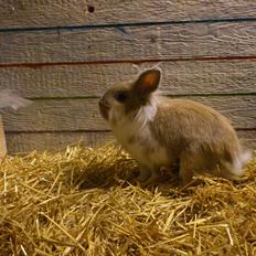 Kanin  ¨˜°º•¤ Stald Kiwis Felix ¤•º°˜¨ 