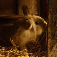 Kanin  ¨˜°º•¤ Stald Kiwis Felix ¤•º°˜¨ 