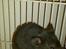 Hamster Batman