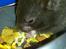 Hamster Batman