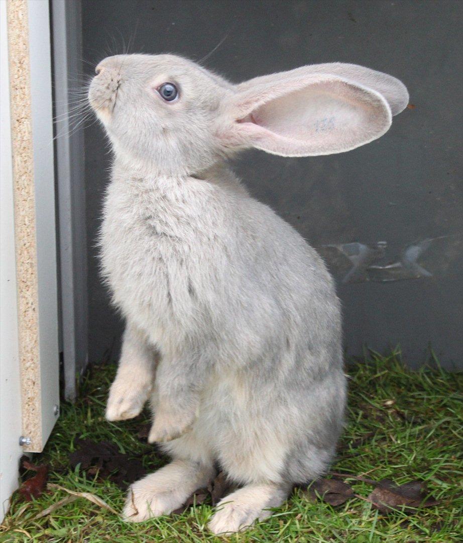 Kanin Børge *Belgisk Kæmpe* billede 6