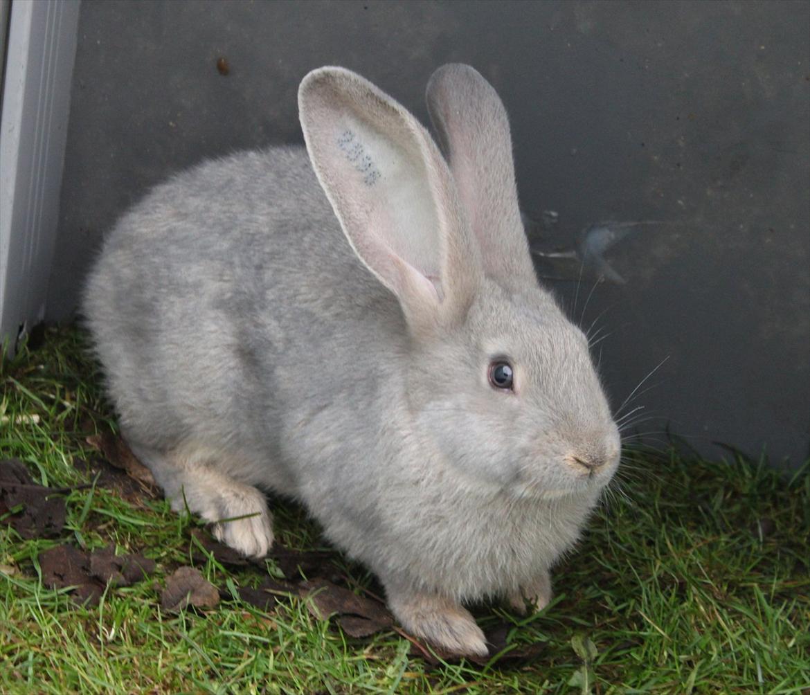 Kanin Børge *Belgisk Kæmpe* billede 8