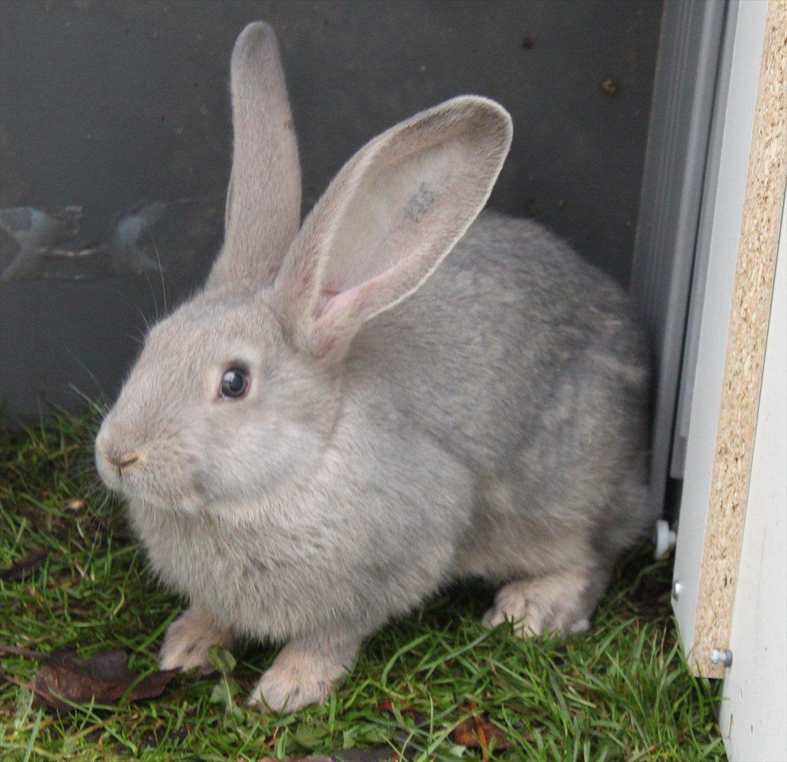 Kanin Børge *Belgisk Kæmpe* billede 9