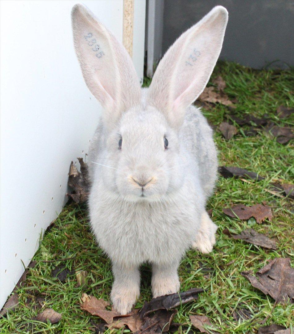 Kanin Børge *Belgisk Kæmpe* billede 10