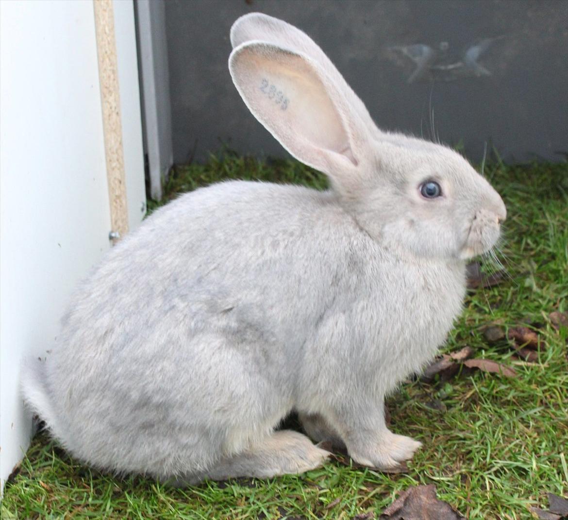 Kanin Børge *Belgisk Kæmpe* billede 11