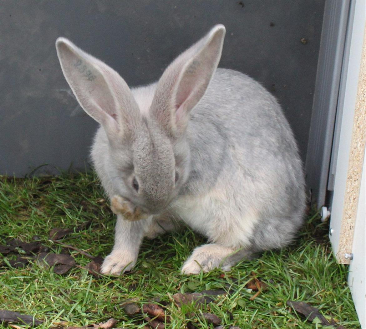 Kanin Børge *Belgisk Kæmpe* billede 12