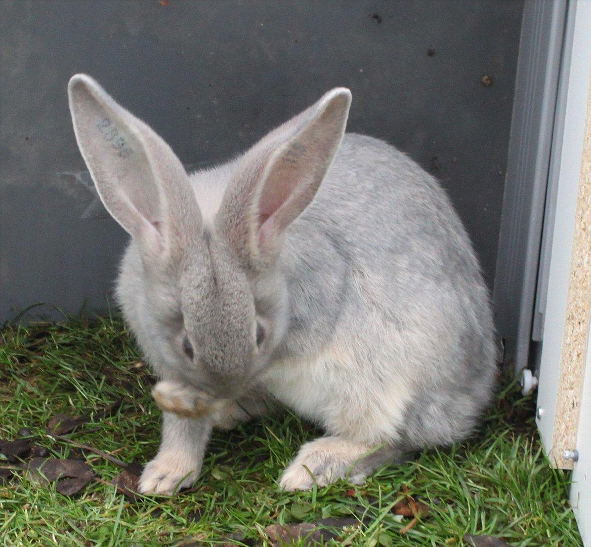 Kanin Børge *Belgisk Kæmpe* billede 13