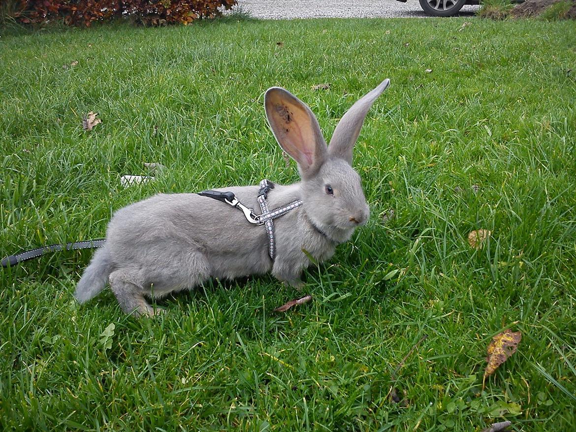 Kanin Børge *Belgisk Kæmpe* billede 14