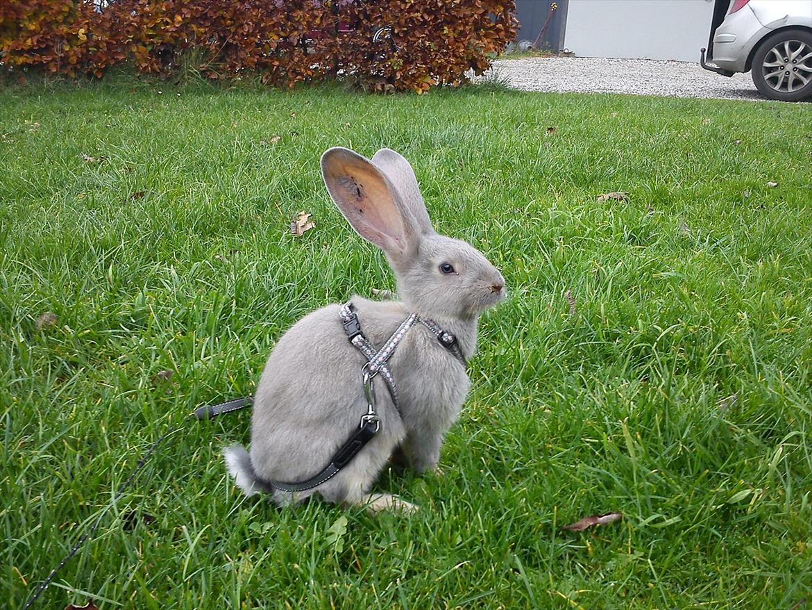 Kanin Børge *Belgisk Kæmpe* billede 15