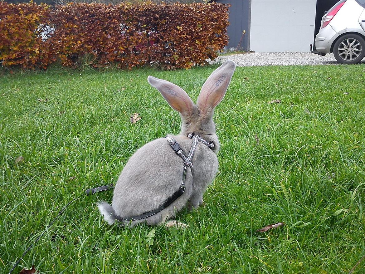 Kanin Børge *Belgisk Kæmpe* billede 16