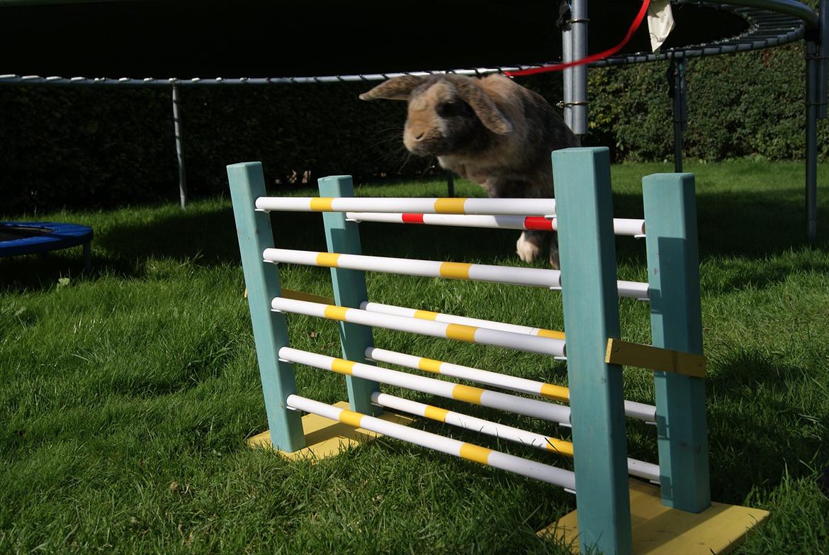 Kanin (DV) Kong Richard I  |Møffe| - Møffe drengen :)  billede 2