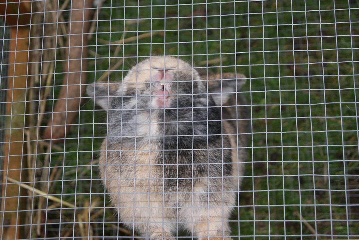 Kanin (DV) Kong Richard I  |Møffe| - "Luk mig uuud !" billede 20