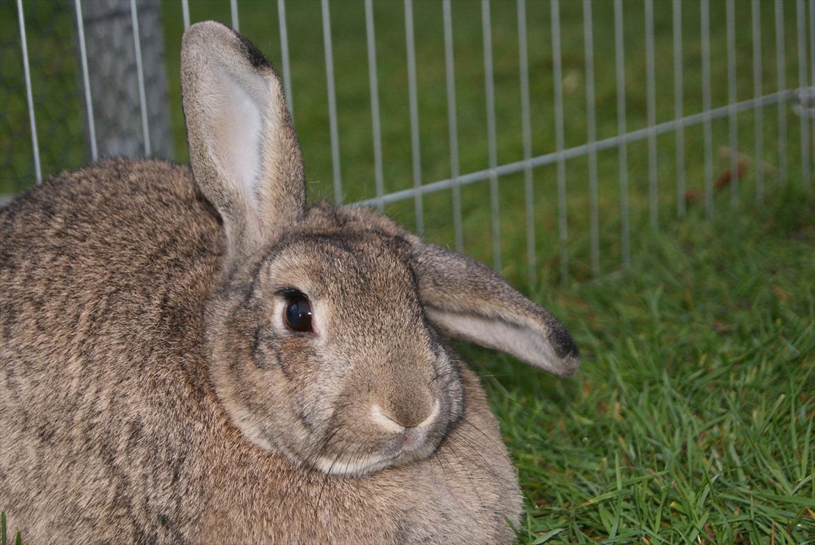 Kanin Ninus billede 4