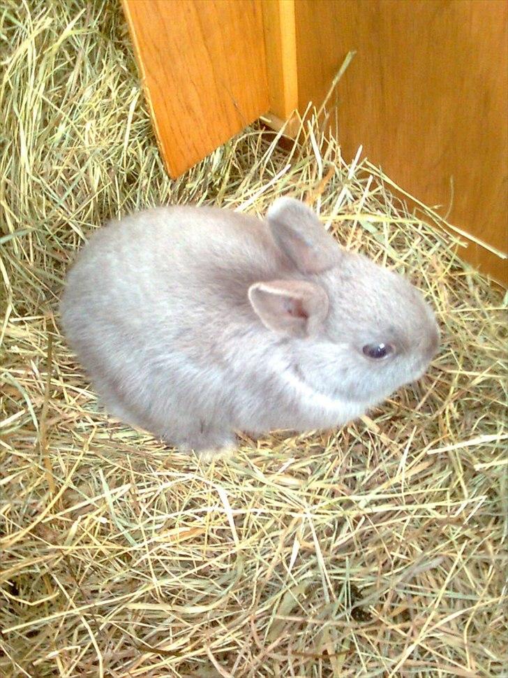 Kanin Hermelin | Fnuggi <3 R.I.P - Velkommen til Fnuggi's profil!<3 Nyd det!

R.I.P billede 1