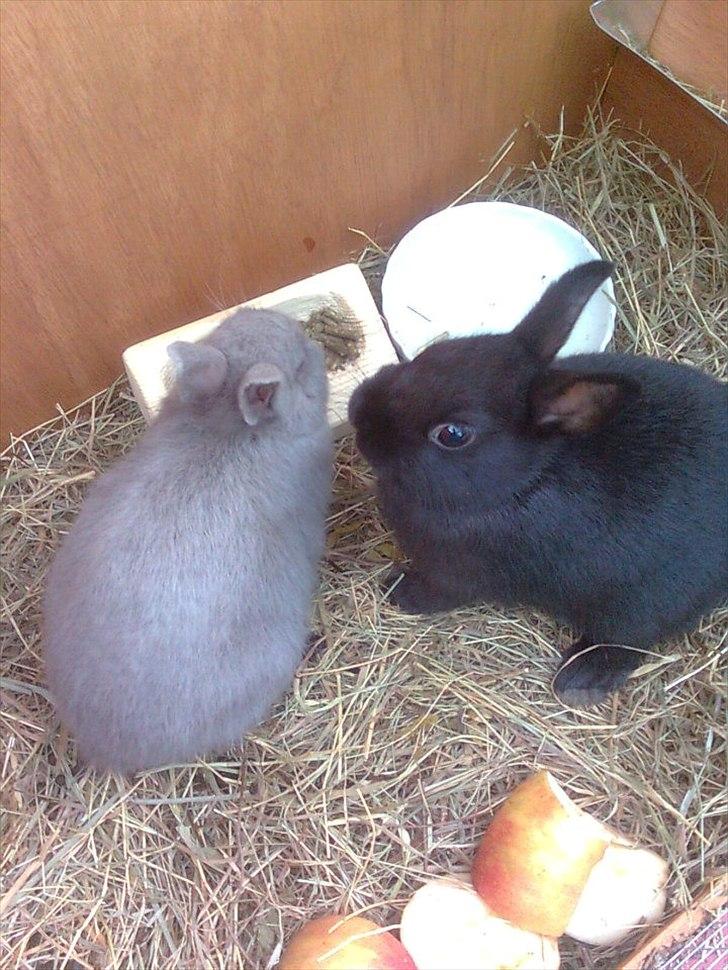 Kanin Hermelin | Fnuggi <3 R.I.P - Søstre!;* billede 2