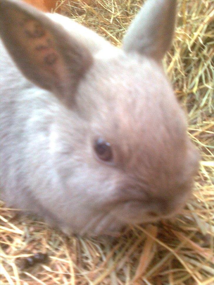 Kanin Hermelin | Fnuggi <3 R.I.P billede 3