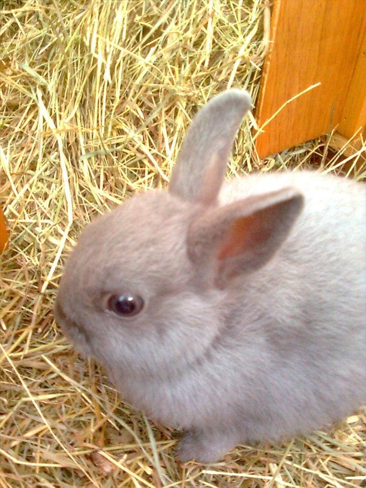 Kanin Hermelin | Fnuggi <3 R.I.P - Min skaaath!<3;* billede 4