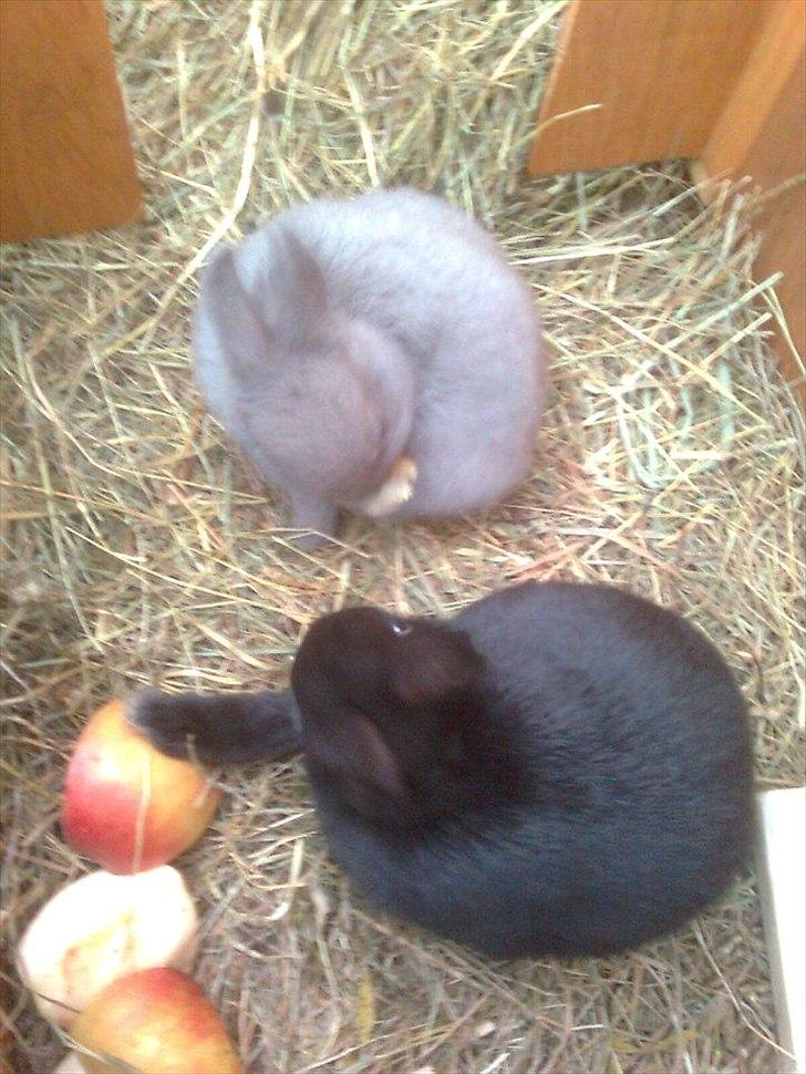 Kanin Hermelin | Fnuggi <3 R.I.P - At vaske sig <3 billede 5