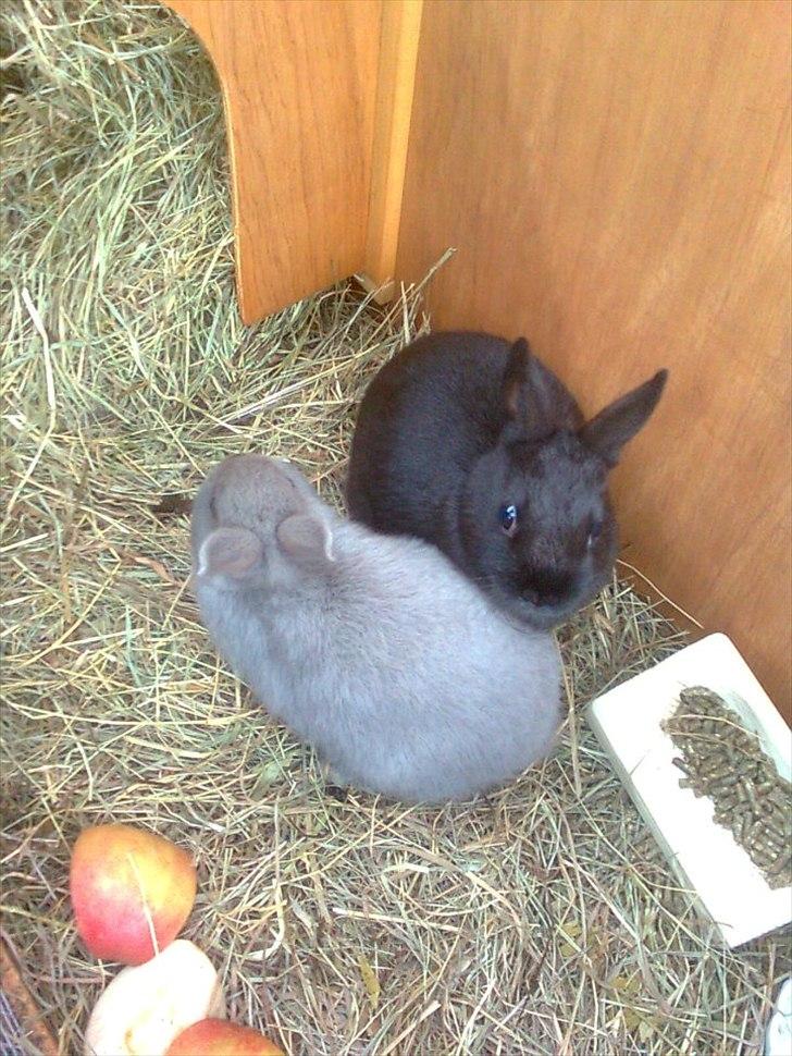 Kanin Hermelin | Fnuggi <3 R.I.P - Min dejligeste guldklumper!!!<3:****-; billede 6