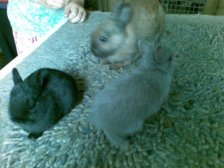 Kanin Hermelin | Fnuggi <3 R.I.P - Mor, Freja og Fnuggi <3 billede 7