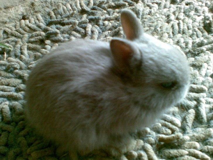 Kanin Hermelin | Fnuggi <3 R.I.P - Min lille baby kanin på 3 uger!! <3

Håber i nød billederne, læg en bedømelse og en kommentar på vejen, så bliver vi glade!:-) <3 billede 8