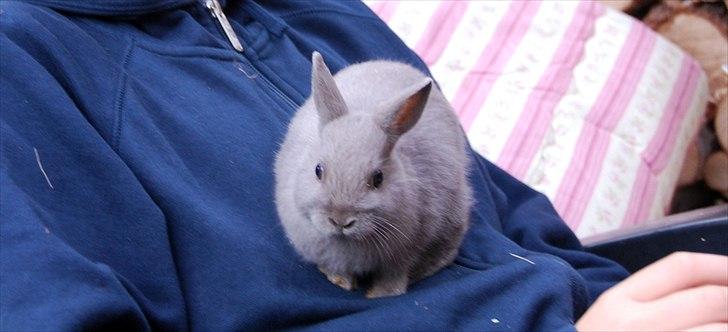 Kanin Hermelin | Fnuggi <3 R.I.P - *Sidder hos min bror* <3 billede 9